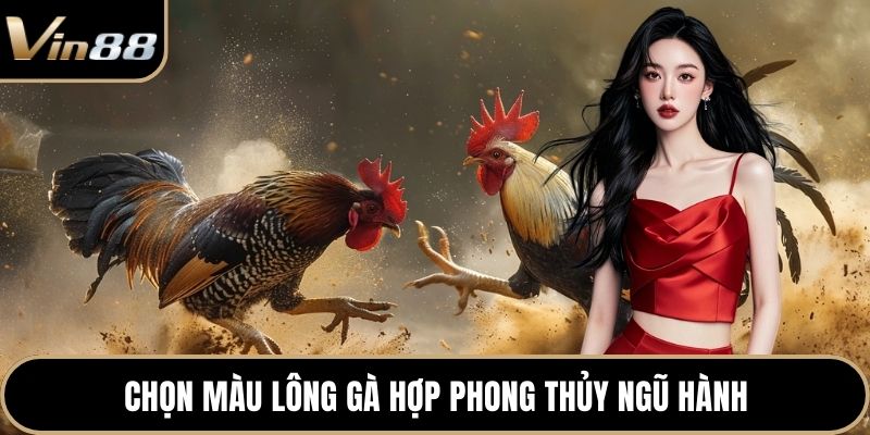 Chọn màu lông gà hợp phong thủy ngũ hành