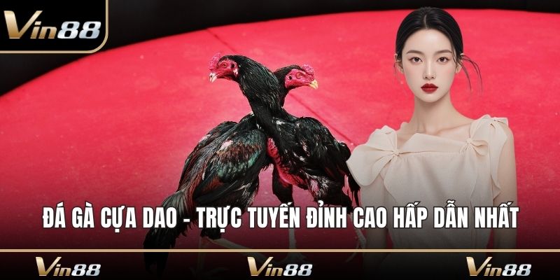 Đá gà cựa dao