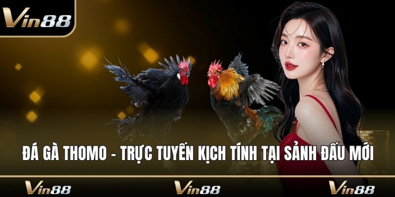Đá gà Thomo
