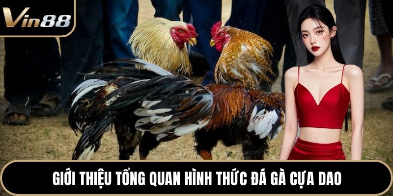 Giới thiệu tổng quan hình thức đá gà cựa dao