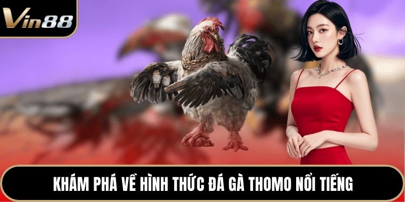 Khám phá về hình thức đá gà Thomo nổi tiếng